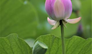 圆明园荷花开了 圆明园荷花开了