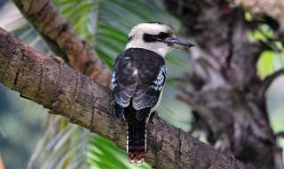 凶猛太攀蛇 凶猛太攀蛇