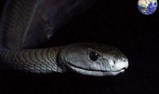 世界上最毒的蛇排名 世界上最毒的蛇排名
