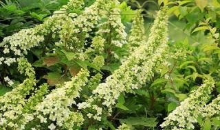 小地鼠的花园 小地鼠的花园